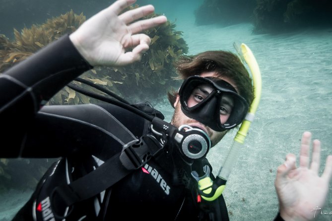 Half-Day Small-Group Beginner Diving Lesson, Goat Island  - Auckland - Good To Know
