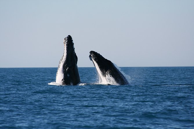 Half-Day Whale Watching Sunset Cruise From Broome