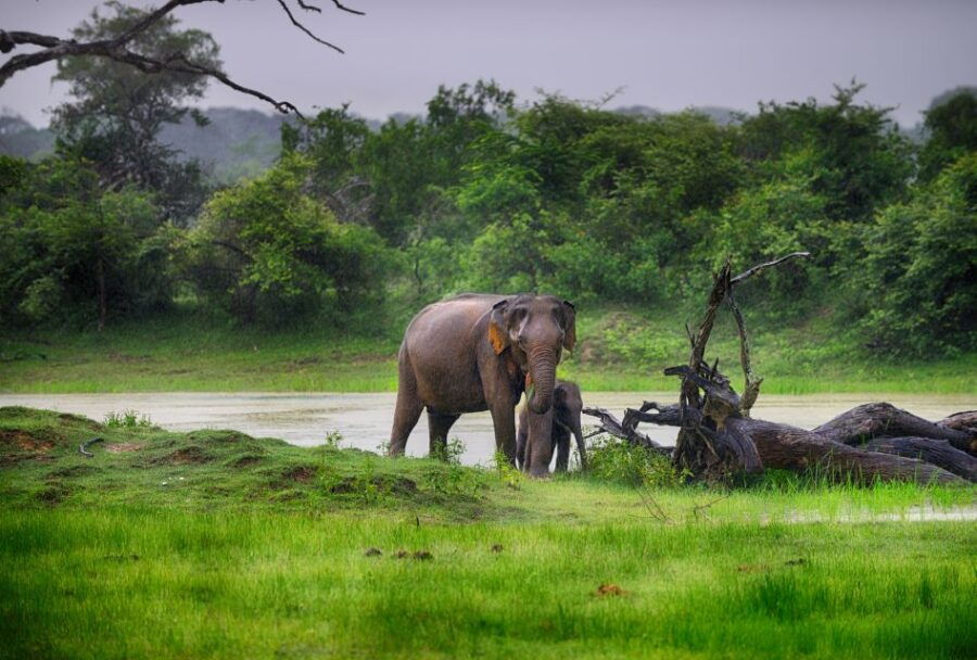 Hambantota: Bundala National Park Safari in a 4x4 - Good To Know