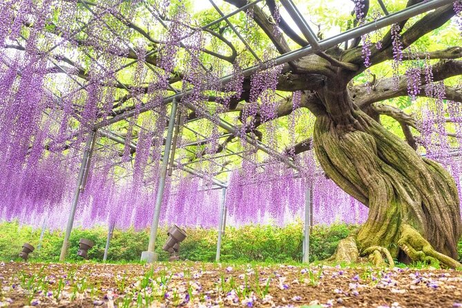 Hitachi National Seaside Parks Flowers & Ashikaga Flower Park - Good To Know