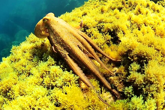 Ibiza Snorkeling Beach and Cave Cruise Tour - Good To Know