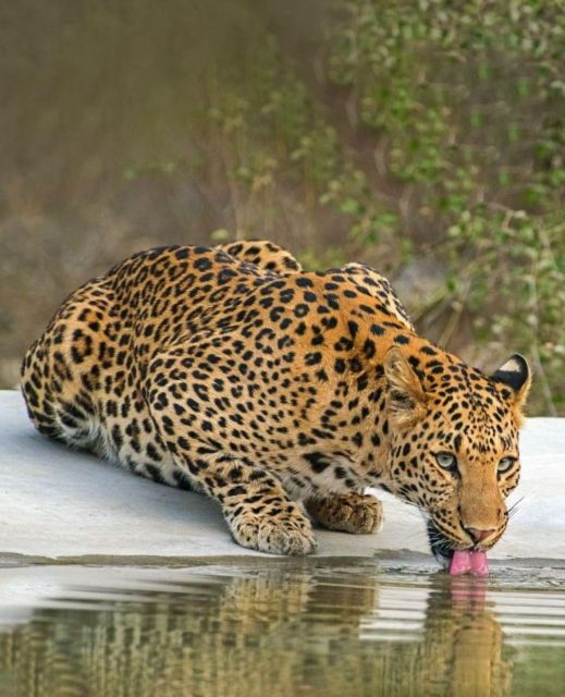 Jaipur: Jhalana Leopard Safari Private Tour - Good To Know