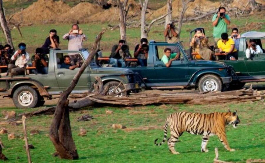 Jaipur: Ranthambore Private Guided Tour With Cab - Good To Know