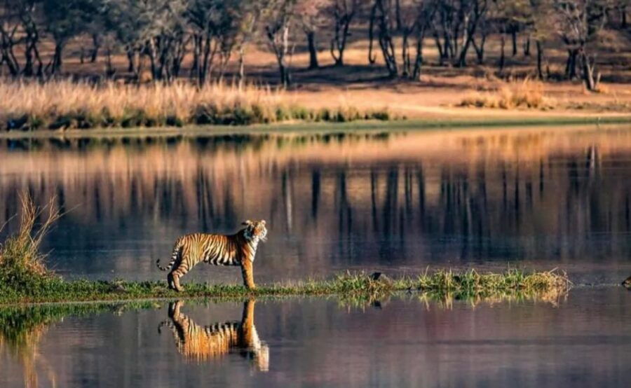 Jaipur: Ranthambore Private Guided Tour With Cab - Good To Know