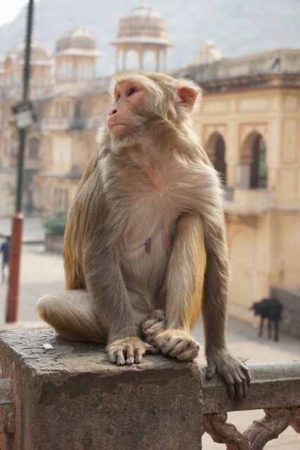 Jaipur Sightseeing Tour With Monkey Temple (Galta Ji Temple) - Good To Know