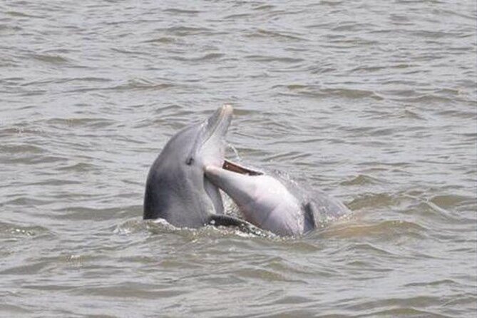Jekyll Island Dolphin Tours - Good To Know