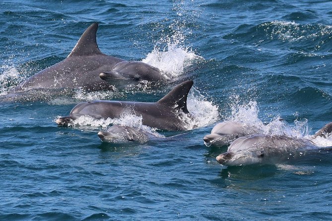 Jervis Bay Dolphin Cruise - Good To Know