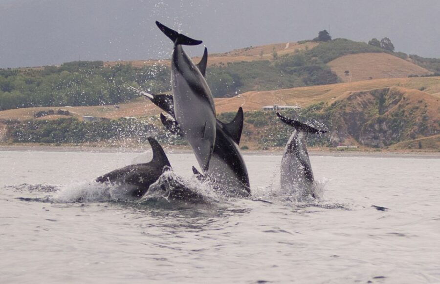 Kaikoura: Sunset Kayaking Tour - Good To Know