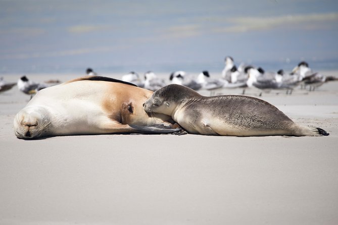 22 Best Tours In Kangaroo Island