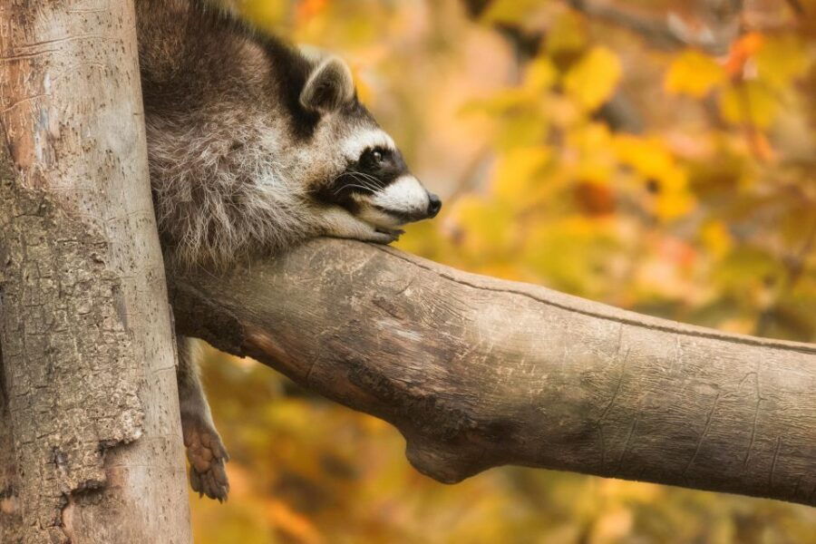 Kerkrade: GaiaZOO Entry Ticket - Good To Know