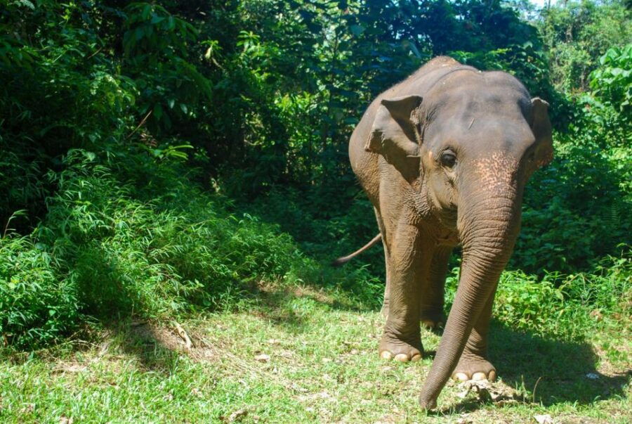 Khao Lak: Ethical Elephant Sanctuary Experience - Good To Know