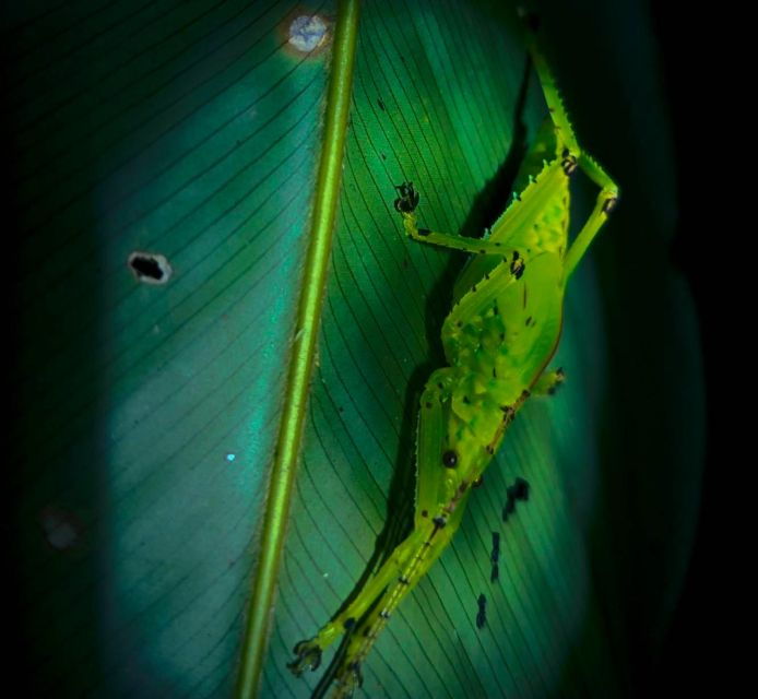 Khaosok Night Safari Experience (From Khaolak)thai - Good To Know