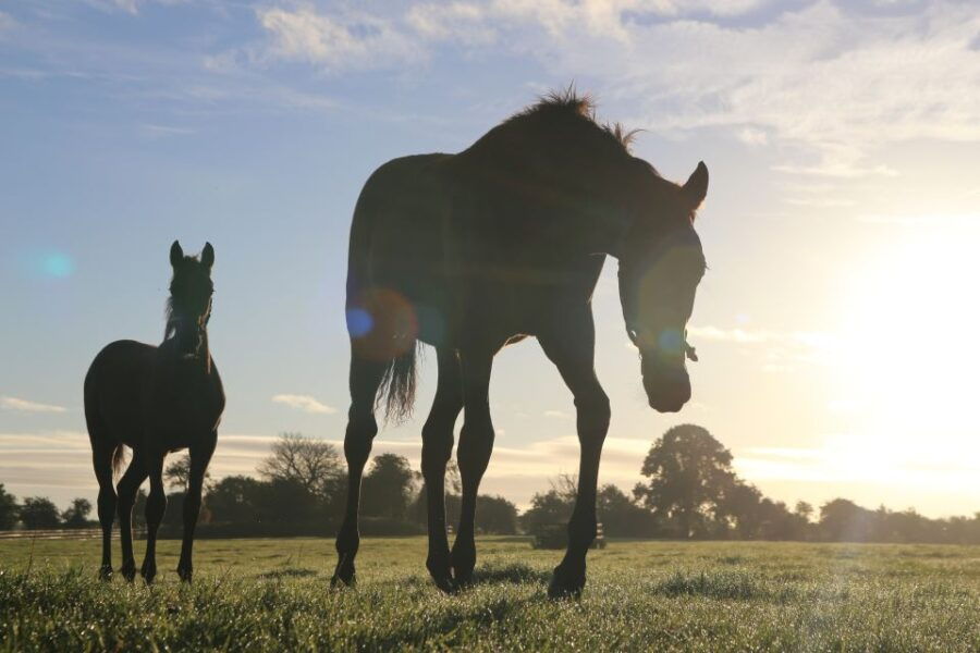 Kildare: Irish National Stud & Gardens - Good To Know