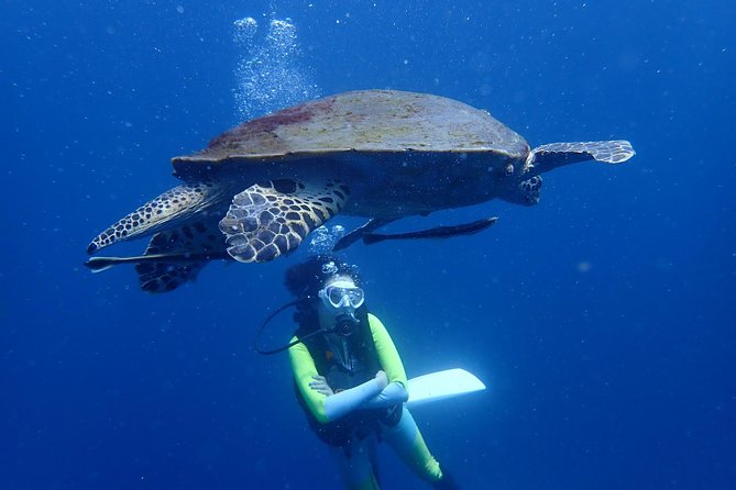 Koh Tao 2-Dive Day Trip From Koh Samui for Certified Divers - Good To Know