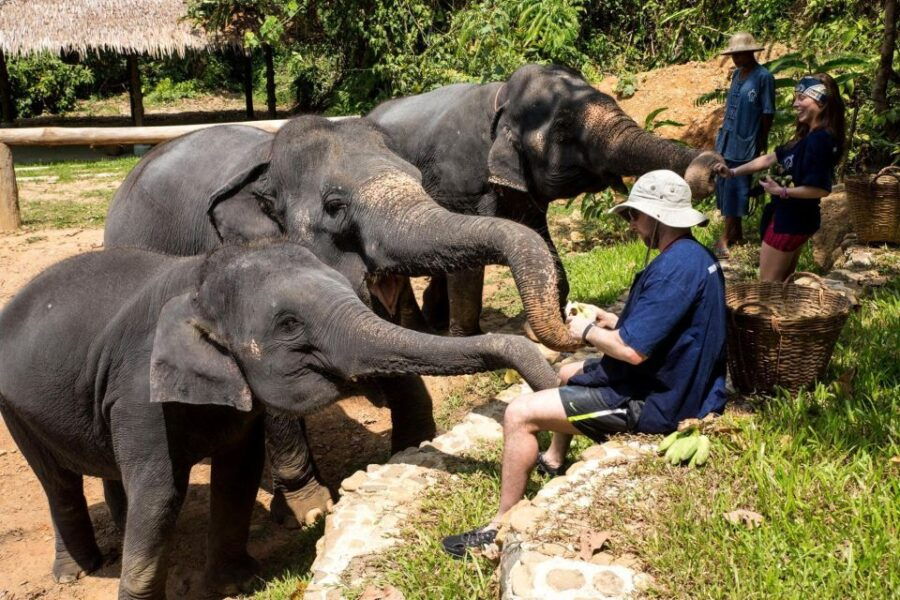 Krabi: Ethical Elephant Sanctuary Experience - Good To Know