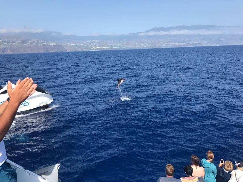 La Palma: Observación De Vida Salvaje Y Tour En Barco De Cumbre Vieja - Good To Know