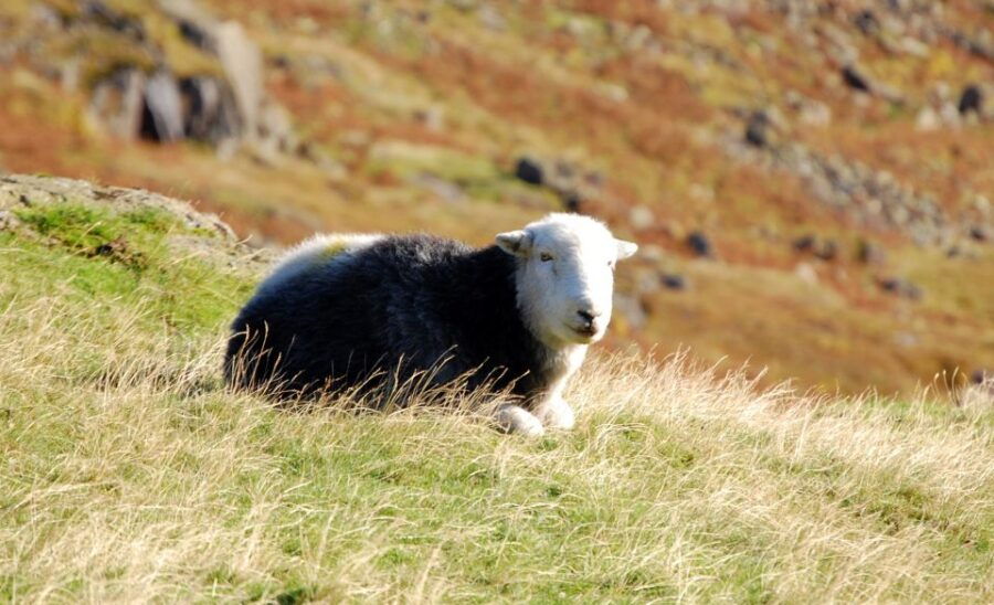 Lake District: Western Lakes Full-Day Tour