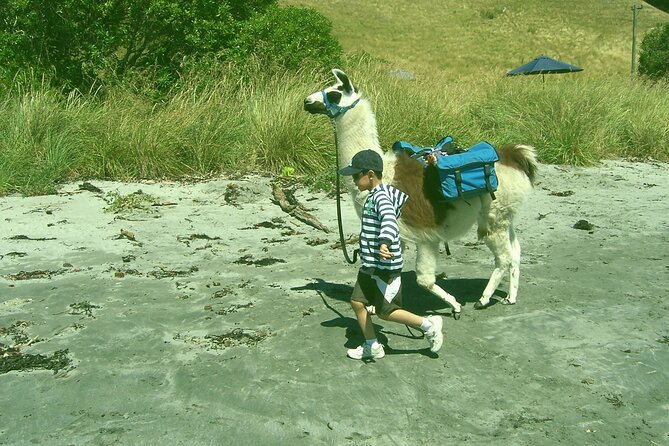 Llama Trek (Half-day) - Kaikoura Bay, Beaches & Seal Colony - Good To Know
