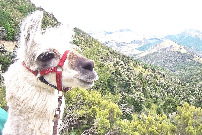 Llama Trek (Taster) - Kowhai River Valley and Native Woodland Tour - Good To Know