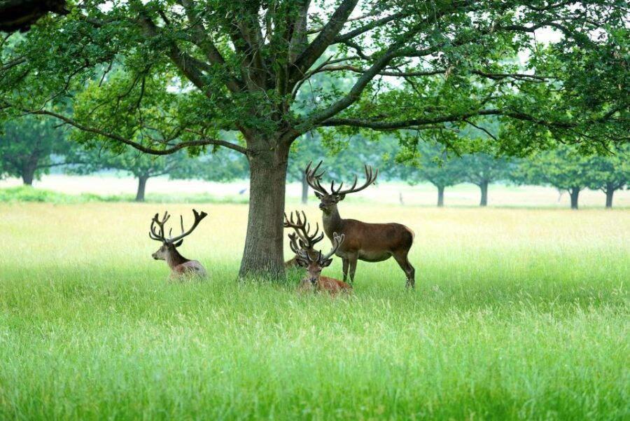 London Richmond Fun Puzzle Treasure Hunt! - Good To Know