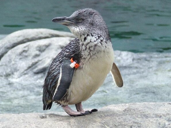 Lyttelton Shore Excursion: Christchurch Sightseeing With Antarctic Center - Good To Know
