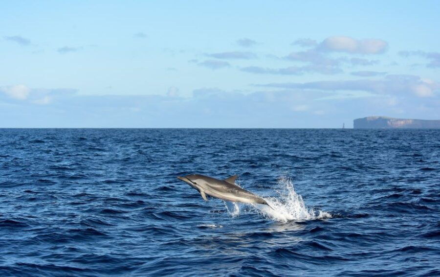 Madeira: Whale and Dolphin Watching Boat Tour From Machico - Good To Know