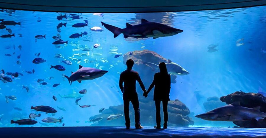 Mallorca: Palma Aquarium Entry Ticket With 3D Cinema - Good To Know