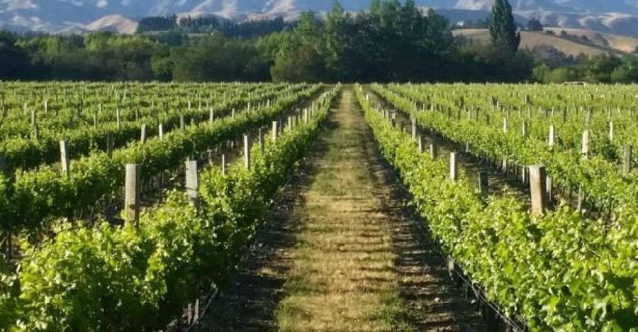 Marlborough Full Day Wine Tour - Good To Know