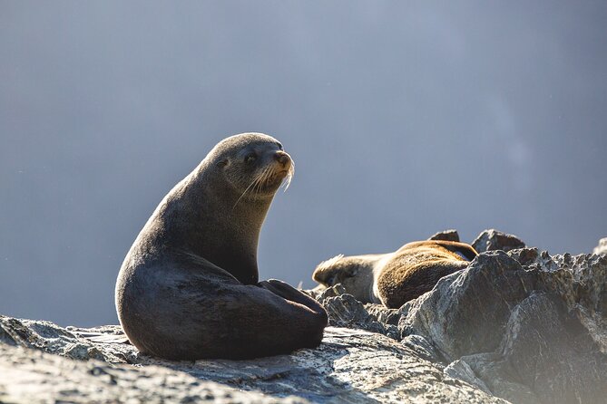 Milford Sound Cruise From Queenstown or Te Anau