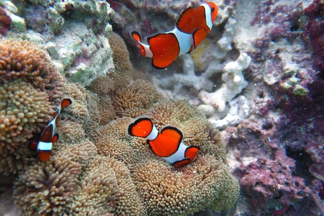 [Miyakojima Snorkel] Private Tour From 2 People Enjoy From 3 Years Old! Enjoy Nemo, Coral and Miyako - Good To Know