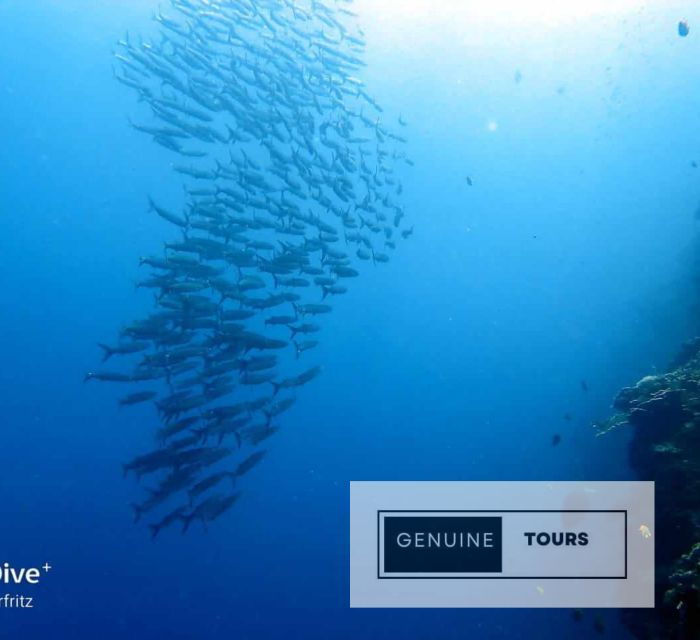 Moalboal: Scuba Diving With the Sardine and Sea Turtles - Good To Know