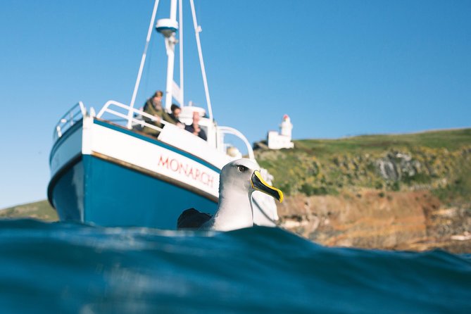6 Best Boat Tours And Cruises In Dunedin and The Otago Peninsula