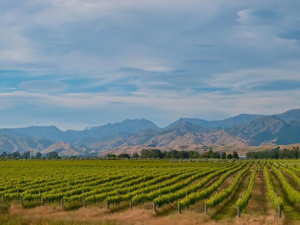 Muriwai Scenic Wine Tour From Auckland - Good To Know