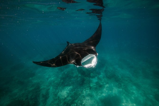 Ningaloo Reef Snorkel and Wildlife Adventure - Good To Know