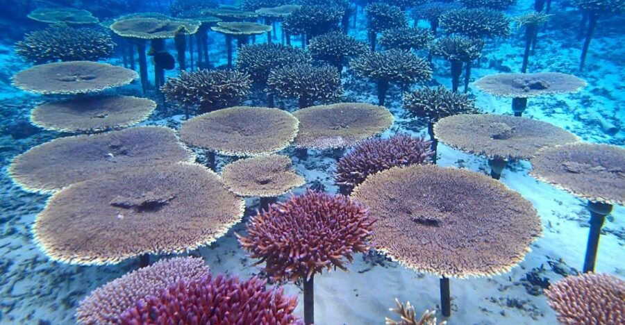 Okinawa: Coral Regeneration Snorkeling Experience - Good To Know