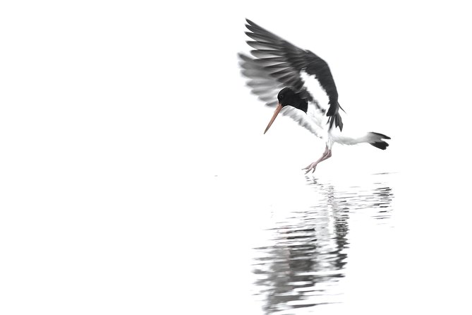 One Day Birding Adventure