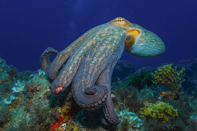 PADI Open Water Diver Course (OWD) - Good To Know