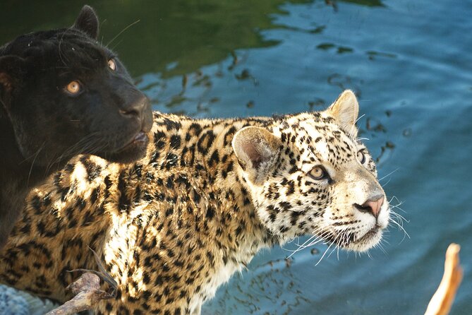 Parrot World Day Ticket - Marne-La-Vallée Animal Park - Good To Know