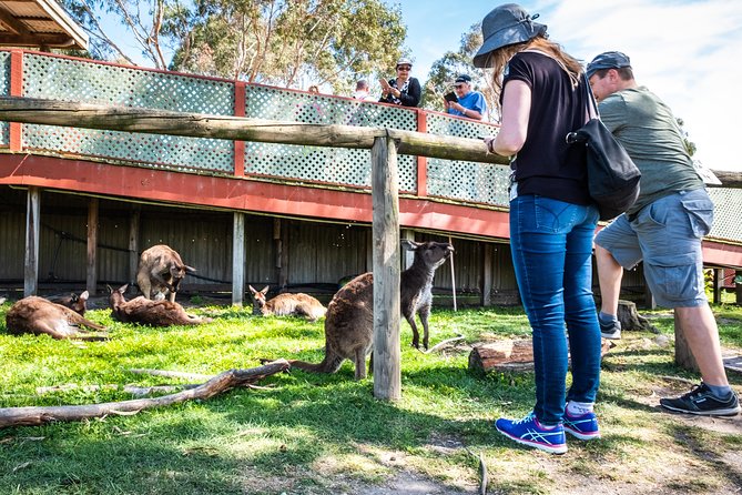 Phillip Island, Penguins, Koalas & Wildlife Tour - From Melbourne