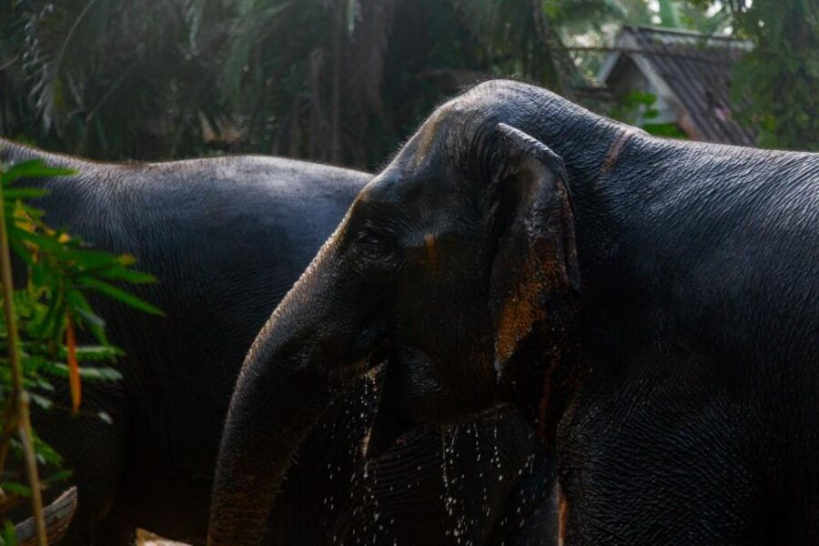 Phuket: Elephant Sanctuary Small Group Tour in Khaolak - Good To Know