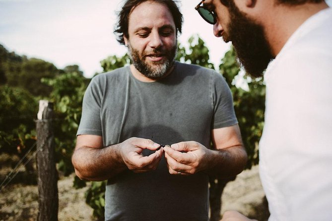 Pic St Loup Wine Tasting and Winery Lunch From Montpellier  – Cancel 24H Prior & Full Refund