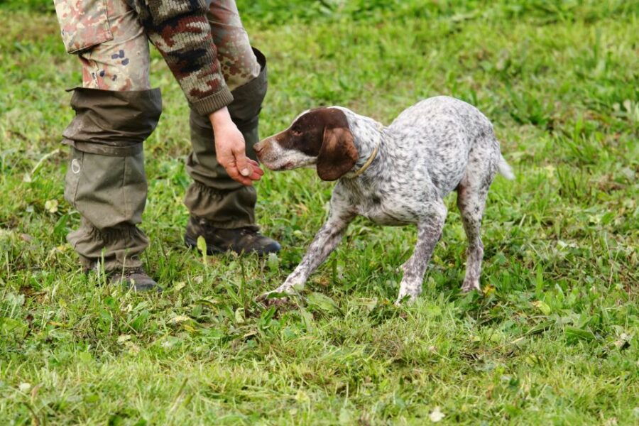 Piedmont: Truffle Hunting and Winery Tour With Tasting