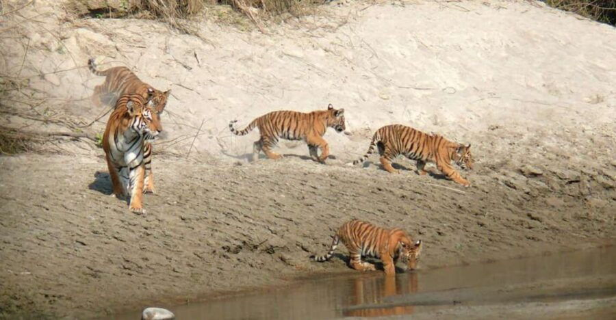 Pokhara: 1 Night 2 Day Chitwan Safari Tour - Good To Know