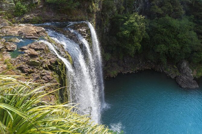 Poor Knights Small Group Tour & Cruise From Auckland