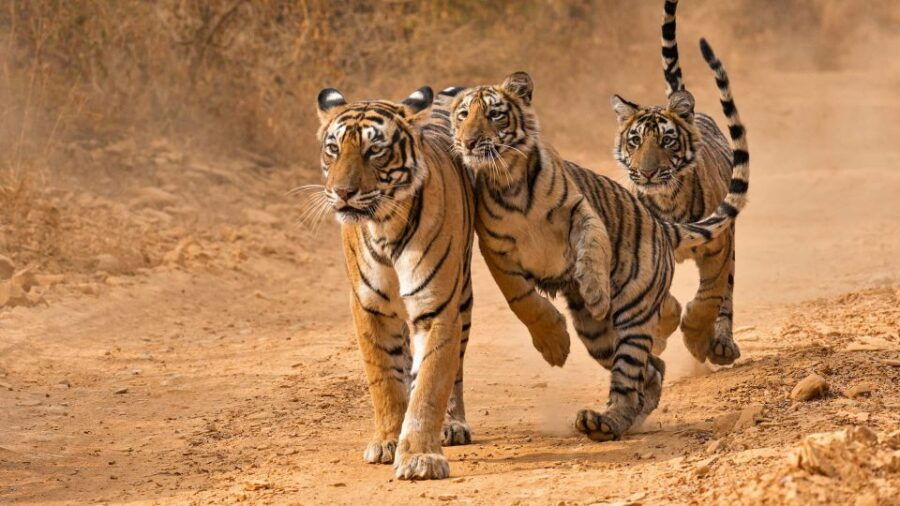 Private 3-Day Tour From Delhi: Ranthambore Wildlife Safari - Good To Know