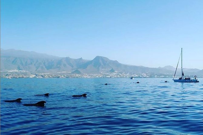 Private Boat Excursion in Tenerife - Good To Know