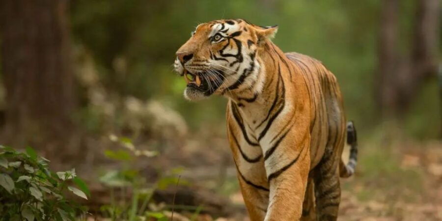 Private Day Trip With Tiger Safari From Jaipur All Included - Good To Know