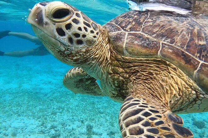 Private Swimming and Snorkeling Tour With Sea Turtles in Amami