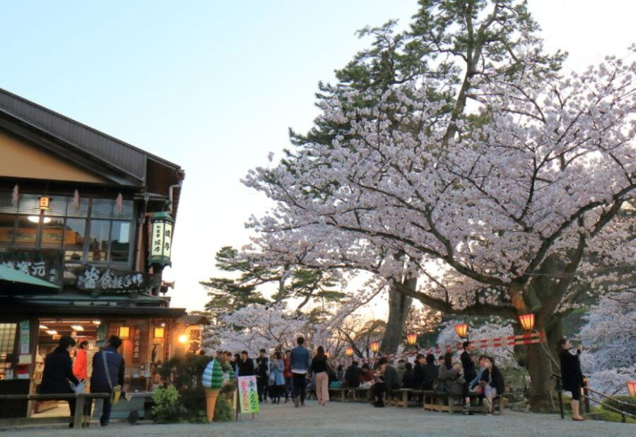 Private & Unique Kanazawa Cherry Blossom “Sakura” Experience