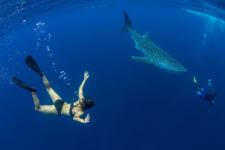 Puerto Princesa: Swim With Whale Sharks Boat Cruise - Good To Know
